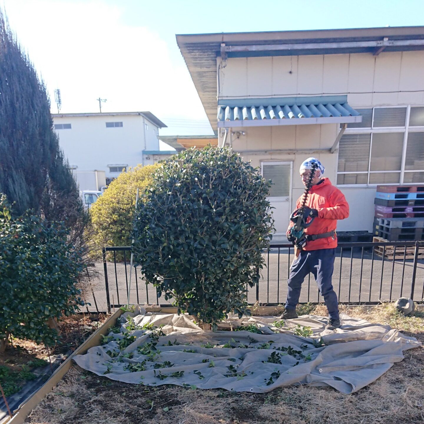 剪定中。機械による剪定で、樹木の形を整えます。